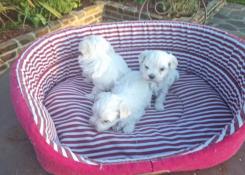 Chiots bichons maltais