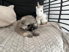 Chiots spitz nains pomeranian ligne naine ourson multi ch