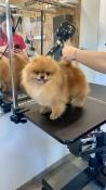 Saillie spitz nain pomeranian ligne importe multi ch