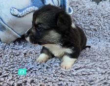 Vend bbs welsh corgis pembroke