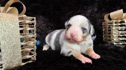 Chiots berger australien lof & tests sains