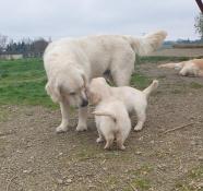 Chiots golden retriever lof cherche famille serieuse