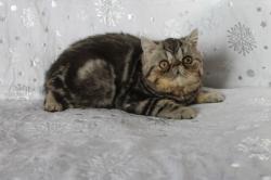 Exotic shorthair (persan  poils courts) loof