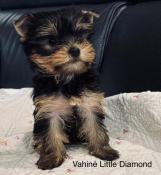 Bbs yorkshire terrier lof femelle