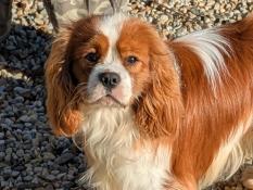 Jeune male cavalier king charles blenheim lof