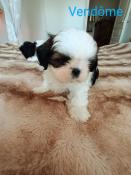 Apparence shih tzu