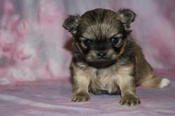 Chihuahua poil long lof