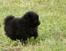 Superbe chiot spitz allemand nain lof