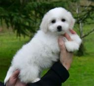 Adorables bb coton de tular lof