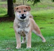 Adorables bb shiba inu lof