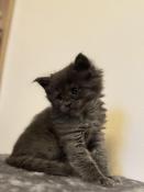 Chatons maine coon recherche famille