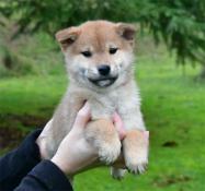 Adorables bb shiba inu lof