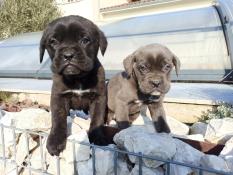 Cane corso lof