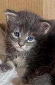 Chatons maine coon  bleu tabby a reserver