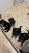 Tres beaux chiots berger allemand lof excellentes origines