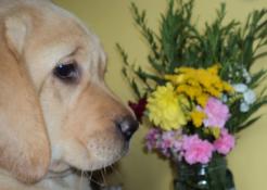 Labrador lof disponible -labrador du pomayrol-