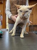 Male devon rex red point