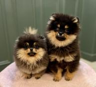 Magnifiques chiots spitz nains black and tan lof