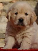 Magnifiques bb golden retriever levs en famille !