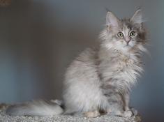 Chatons maine coon loof