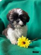 A rserver, vivian, superbe mle shih tzu ,fauve et blanc,lof