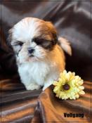 A rserver,volfgang,superbe mle shih tzu ,fauve et blanc,lof