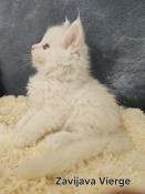 Chatons maine coon loof. chinchilla et shaded