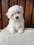 Chiots coton de tular