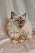 1 male chaton sacr de birmanie loof livraison  reserver