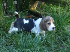 Rservation chiots beagle lof