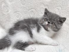 Chaton exotic shorthair