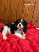 Chiots cavaliers king charles