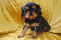 Chiots cavaliers king charles noir et feu .