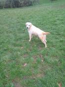 Femelle jaune 1 ans lof labrador