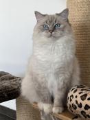 Ragdoll femelle seal mitted