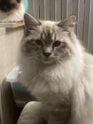 Chaton mle ragdoll