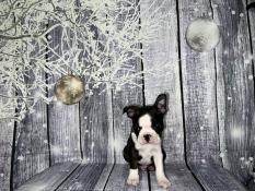 Chiot boston terrier disponible