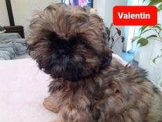 Chiots de race shih tzu