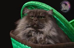 Saillie superbe mle british longhair loof cotation 2