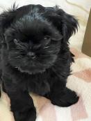 Chiots apparence shih tzu