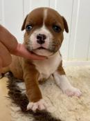 Superbes chiots staffordshire bull terrier