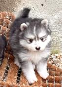 Superbes chiots apparence mini pomsky f2