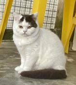 Superbes british shorthair