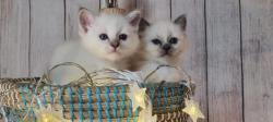 Chaton ragdoll  rsever