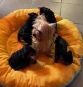 Chiots d'apparence yorkshire  bientt disponible