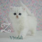 British shorthair et longhair silver shaded yx verts ou bleus