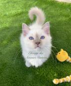 Magnifique chaton mle sacr de birmanie lilac point loof