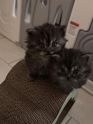 Chaton femelle british longhair