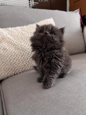 Chaton femelle british longhair