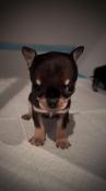 Chiots chihuahua petit gabarit